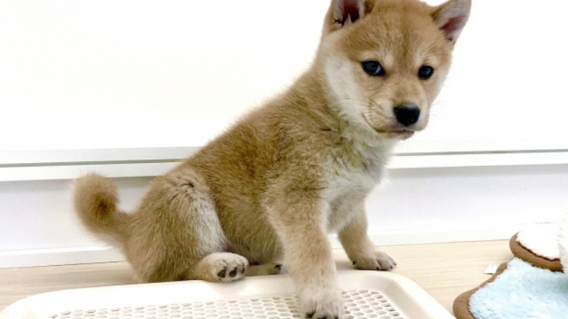 モグワン 柴犬